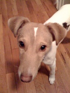 puppy-dog-eyes