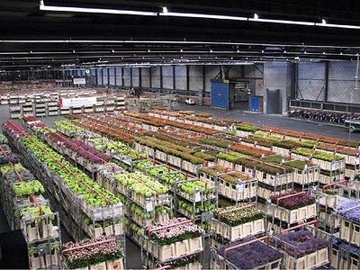 Aalsmeer Flower Auction Aalsmeer Flower Auction The World’s Biggest Buildings!