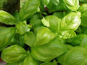 Basil 300x225 An Urban Garden for Beginners II: 14 Herbs to Grow Yourself