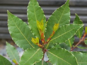 Bay Leaf 300x225 An Urban Garden for Beginners II: 14 Herbs to Grow Yourself