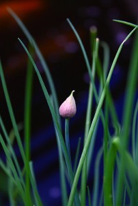 Chives 202x300 An Urban Garden for Beginners II: 14 Herbs to Grow Yourself