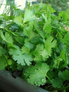 Cilantro 225x300 An Urban Garden for Beginners II: 14 Herbs to Grow Yourself