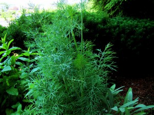 Dill 300x225 An Urban Garden for Beginners II: 14 Herbs to Grow Yourself