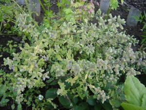 Marjoram 300x225 An Urban Garden for Beginners II: 14 Herbs to Grow Yourself