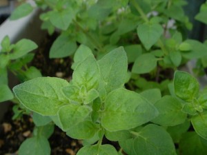 Oregano 300x225 An Urban Garden for Beginners II: 14 Herbs to Grow Yourself