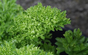 Parsley 300x189 An Urban Garden for Beginners II: 14 Herbs to Grow Yourself