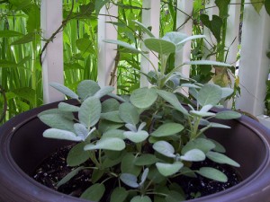 Sage 300x225 An Urban Garden for Beginners II: 14 Herbs to Grow Yourself