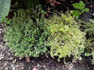 Thyme 300x225 An Urban Garden for Beginners II: 14 Herbs to Grow Yourself