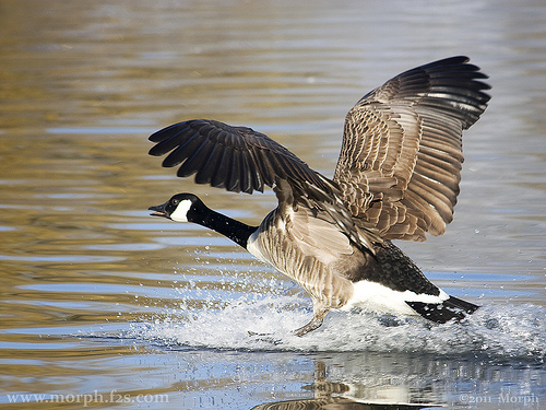 Canada Goose Canada Goose Happy Canada Day 2011: 15 Famous Canadians You Didnt Know Were Canadian