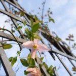 Trellis