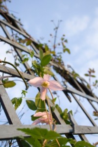 Trellis