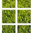 Lawn
