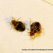 Bed bugs Bed bugs