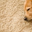 A big dog sleeping on a cosy carpet A big dog sleeping on a cosy carpet