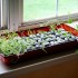 Indoor herb garden Indoor herb garden