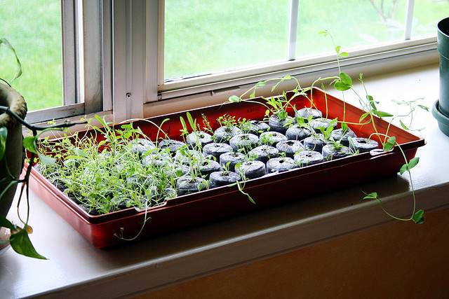 Indoor herb garden How To Grow An Indoor Herb Garden