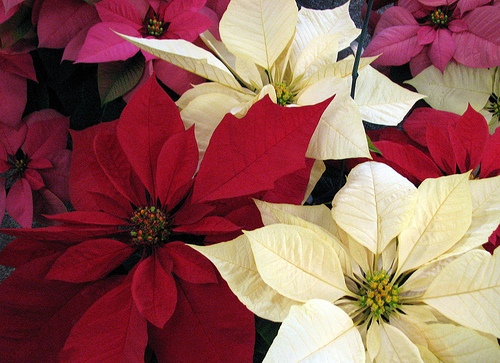 pointsetta Winter Landscaping Ideas