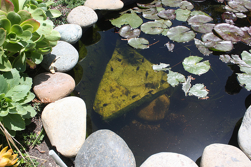 Backyard pond close up Backyard pond close up Landscape Planning: How To Add An In Ground Water Feature