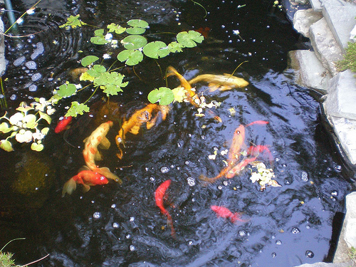 Koi pond in-ground water feature Koi pond in ground water feature Landscape Planning: How To Add An In Ground Water Feature