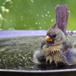 birdbath
