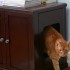 pet space