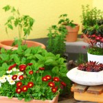 small backyard garden