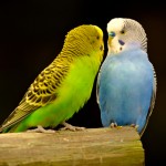 Parakeets