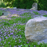 groundcover