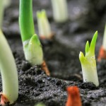 onion sprouts thumb