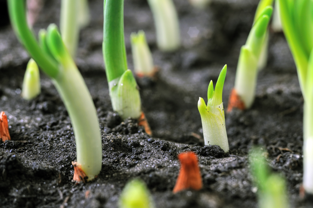 vegetable-garden-onion-sprouts-close-up.jpg