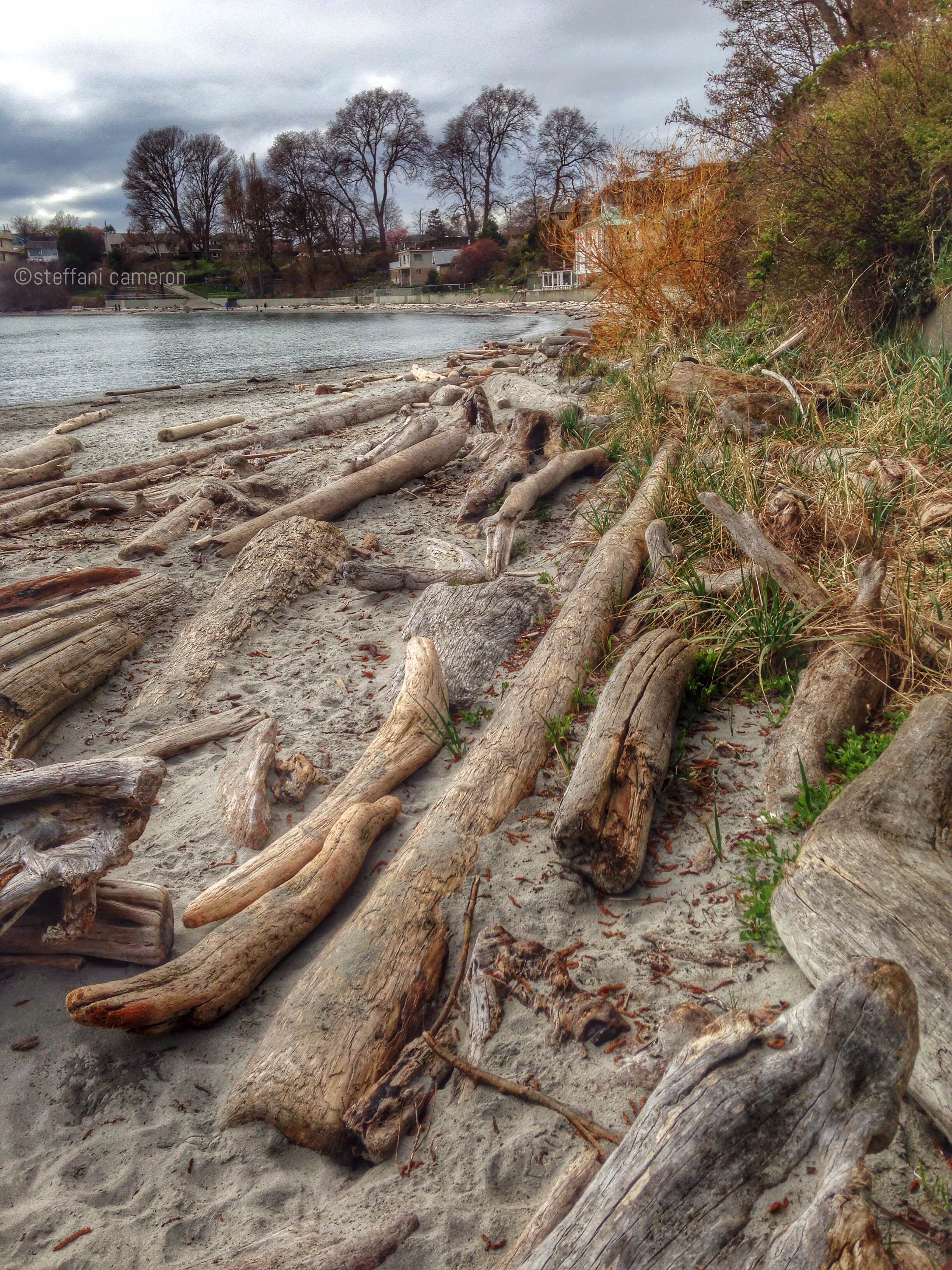 Driftwood as Decor