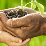 green gardening young hands old hands thumb