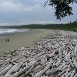 driftwood on the beach