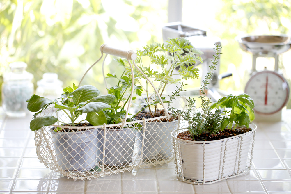 How To Maintain Healthy Indoor Herb Gardens