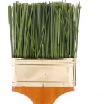 paint brush grass bristles thumb