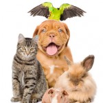 pets group shot thumb