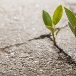 plants growing up through pavement thumb