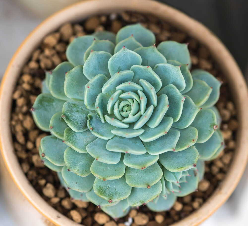 Cool Temperature Houseplants BuildDirect Blog Life at Home