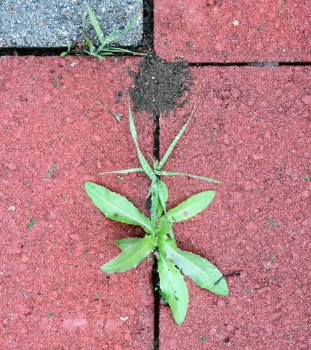 Patio/Deck Repairs