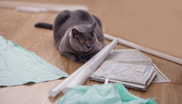 cat on sewing room floor